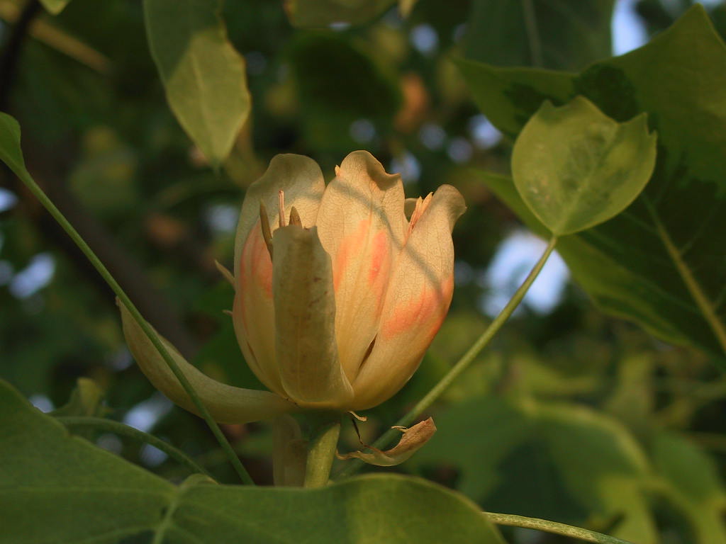 Liriodendron tulipifera 01.JPG